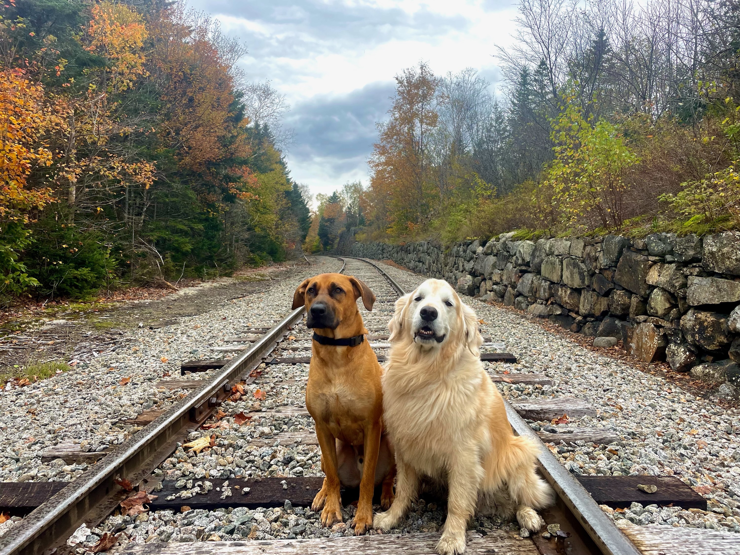 Andrew Ashur with his two rescue dogs